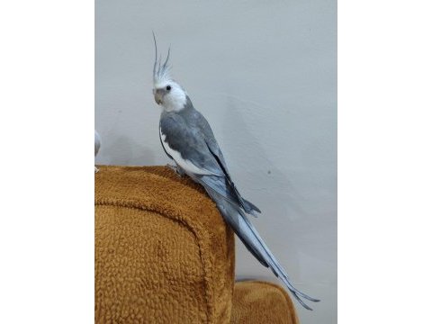 Erkek sultan papağanı
