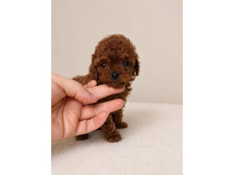 Orijinal toy poodle yavruları
