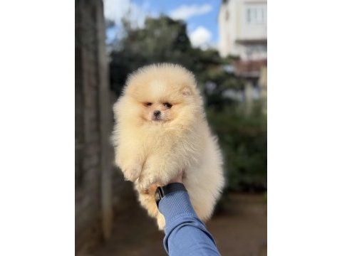 Üst kalite ayıcık surat pomeranian boo