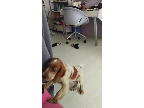 3 aylık cocker