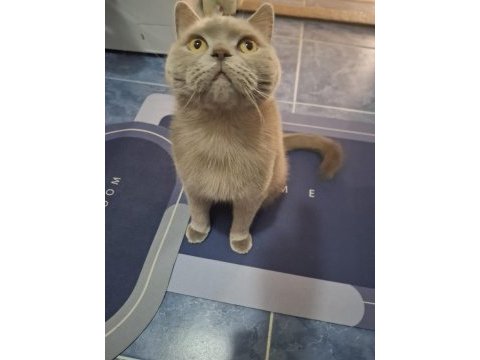 British shorthair 5 yaşında erkek ankara