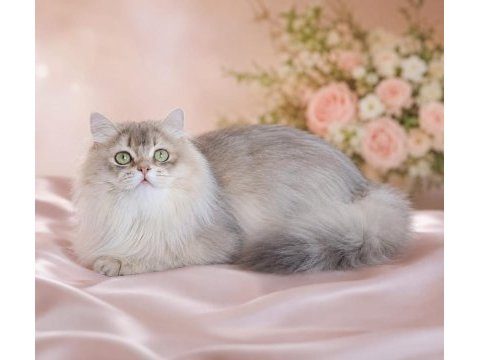 British longhair (blh) erkek cana yakın uysal