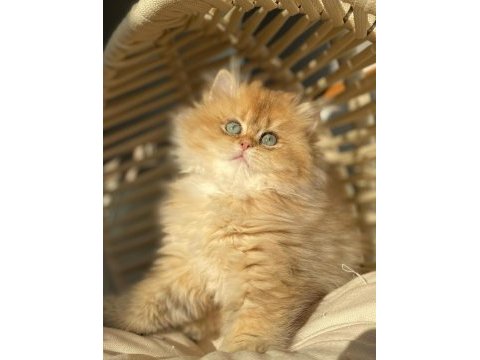British longhair ny11-ny25