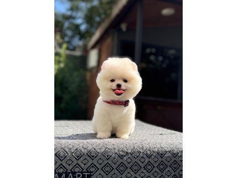 Sağlık ve ırk garantili pomeranian