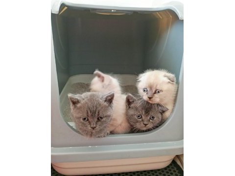 Temiz ırk safkan british shorthair yavrular