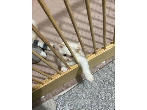 Maviş gözlü british shorthair kızlarım