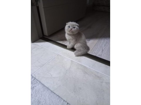 Ayi surat lilac british shorthair yavrular