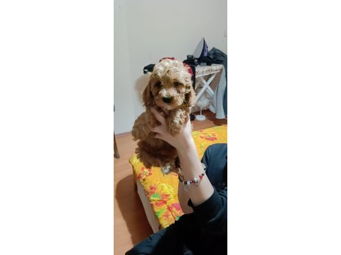A kalite maltipoo köpekler