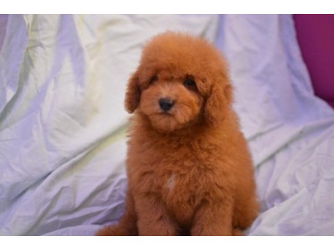 Maltipoo yine çok iddialıyız