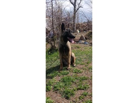 5 aylık dişi belçika kurdu bebek