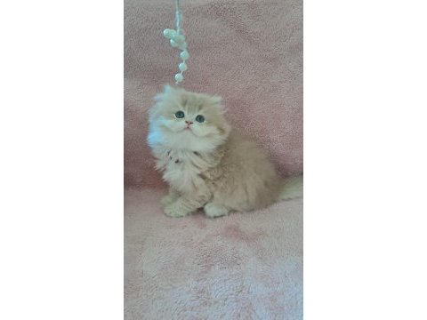 British longhair golden cy12 erkek