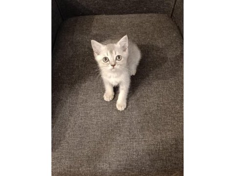 3 ayri anneden brıtısh shorthair