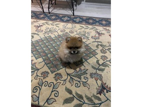 2 aylık dişi yavru pomeranian
