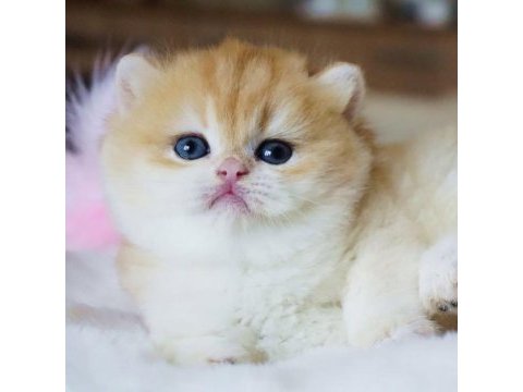 Yuvarlak hatlı safkan golden british shorthair 