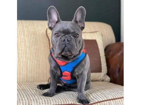 Top kalite blue french bulldog