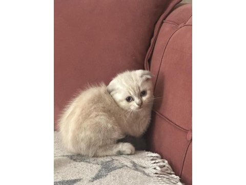 A+++ kalite british shorthair bebeğimiz