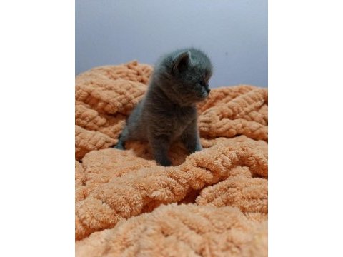 British shorthair yavrularımız