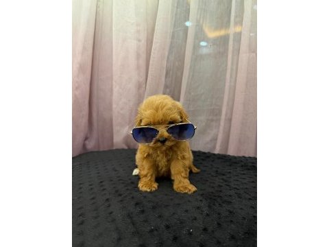 Teacup maltipoo 