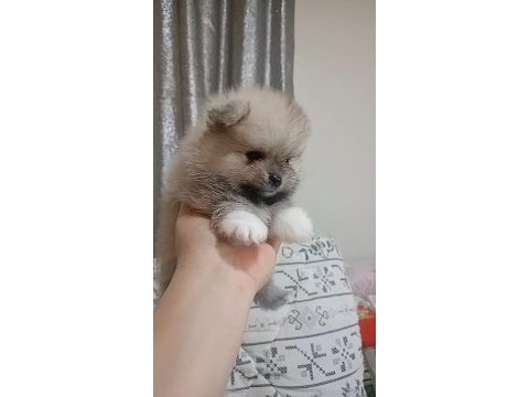 Pomeranian boo erkek bebeğim