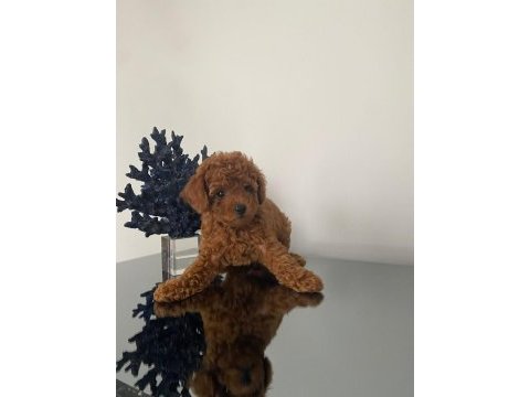 Saglık ve ırk garantili poodle bebekler
