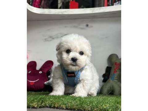 Maltese terrier yavruları