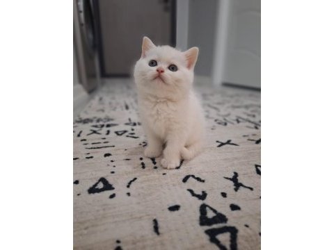 British shorthair yavru kedilerimiz