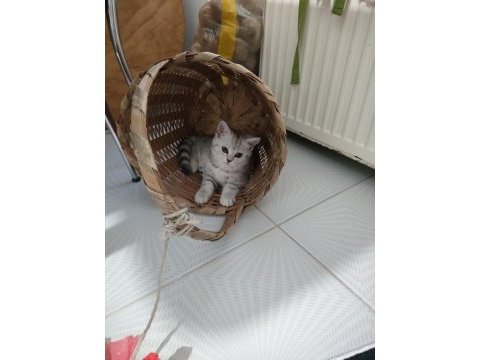British shorthair ve scottish fold yavrularımız