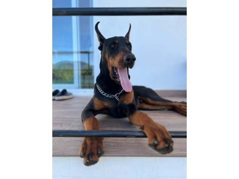 Von dadashov achıll in torunu doberman