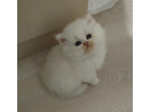 Yeni yılın british longhair bebekleri