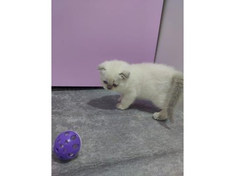 2 aylık scottish fold blue point yavrularımız