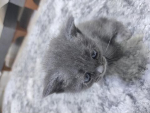 Cins kedimiz british shorthair