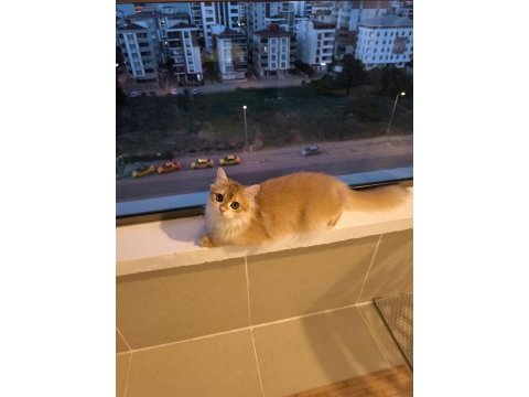 British longhair kedisi