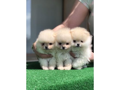 2 aylık üst kalite erkek pomeranian boo yavrular