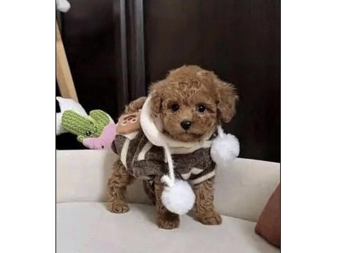 Toy poodle yavrusu