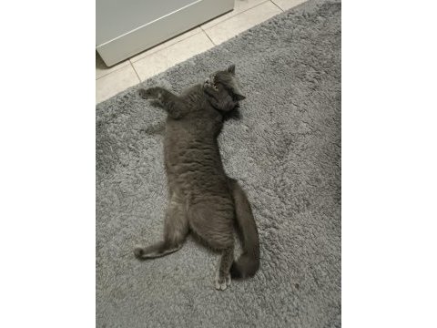 3 yaşında dişi british shorthair sevecen sıcak kanlı