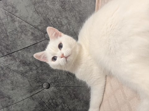 Evin huzuru beyaz prenses kediler