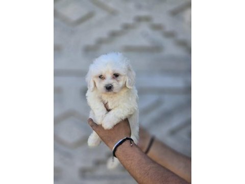 Nadir güzellikte maltese terrier yavrular