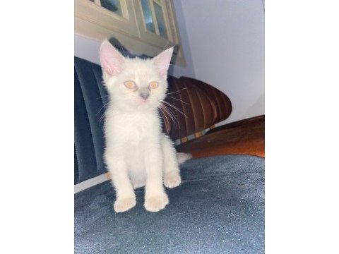 British shorthair yavrular