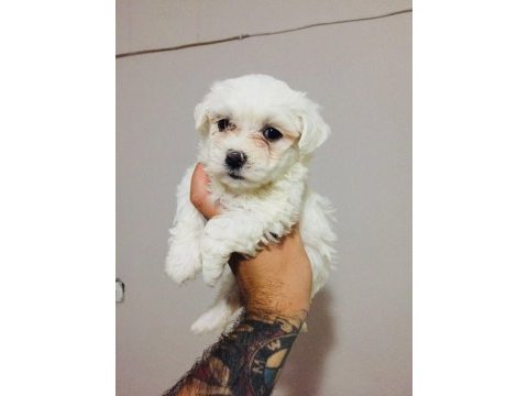 Güzel mi güzel maltipoo