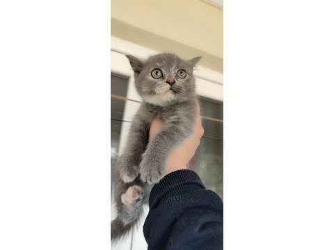 British shorthair miniğime yuva arıyorum