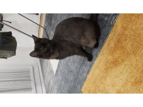 Mardin içi british shorthair