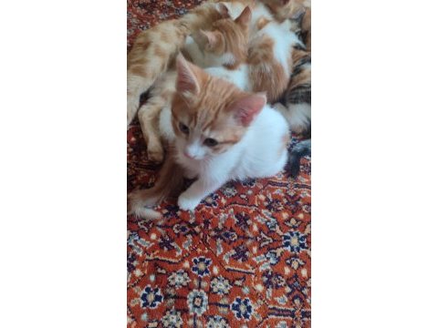 2 aylık çok şirin yavru ev kedileri