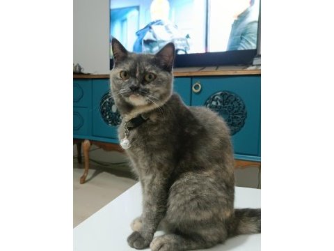 British shorthair 3 yaşında