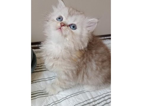 British longhair kedisi