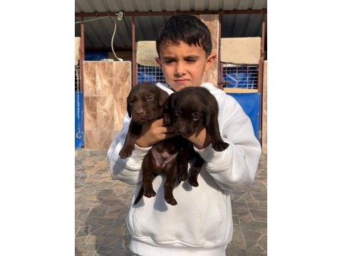 Labrador çikolata siyah yavrular hazırda