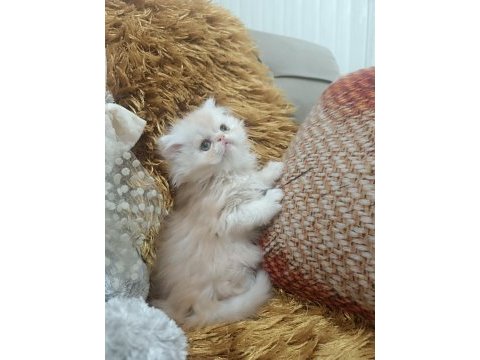 Kusursuz iran persian yavrular