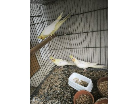 Yeni yeme düşmüş bebek kediler