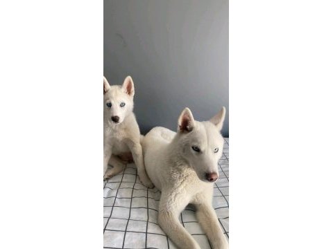 6 aylık erkek husky