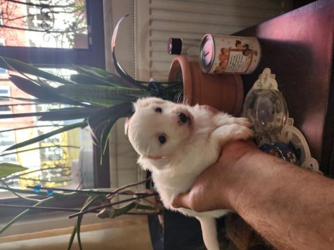 60 günlük orjinal maltese terrier yavrular