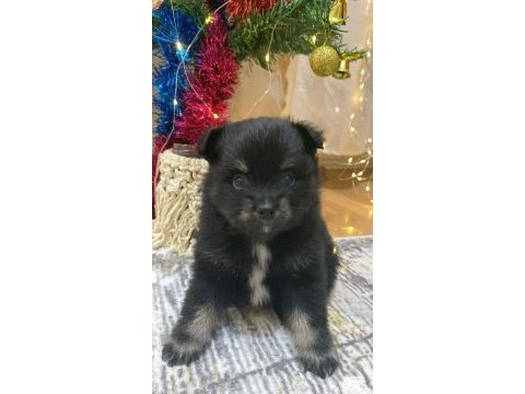 Pomeranian yavrularımıza yeni yuva arıyoruz